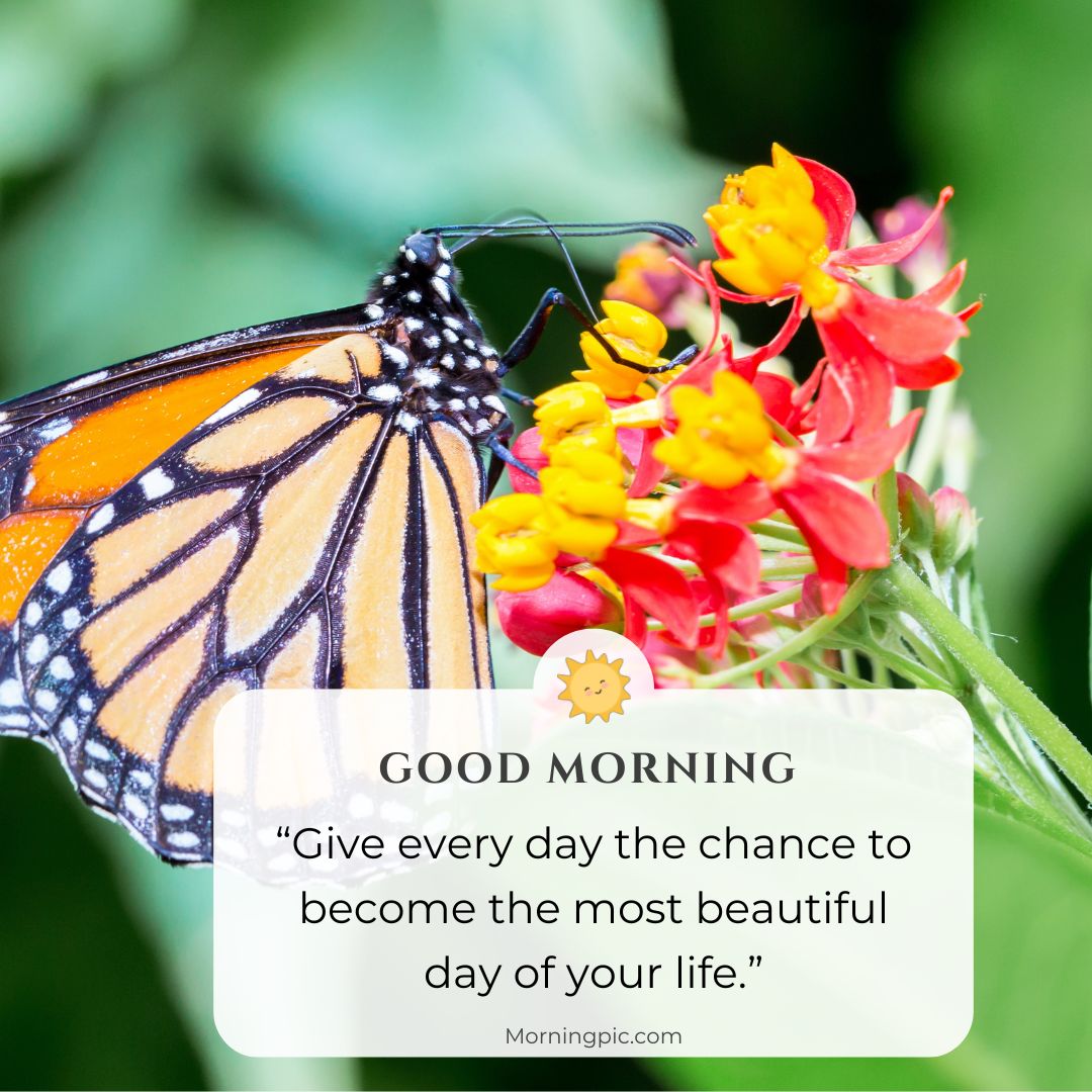 Monarch Good Morning Images with Positive Words