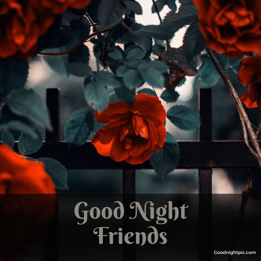 good night friends photo
