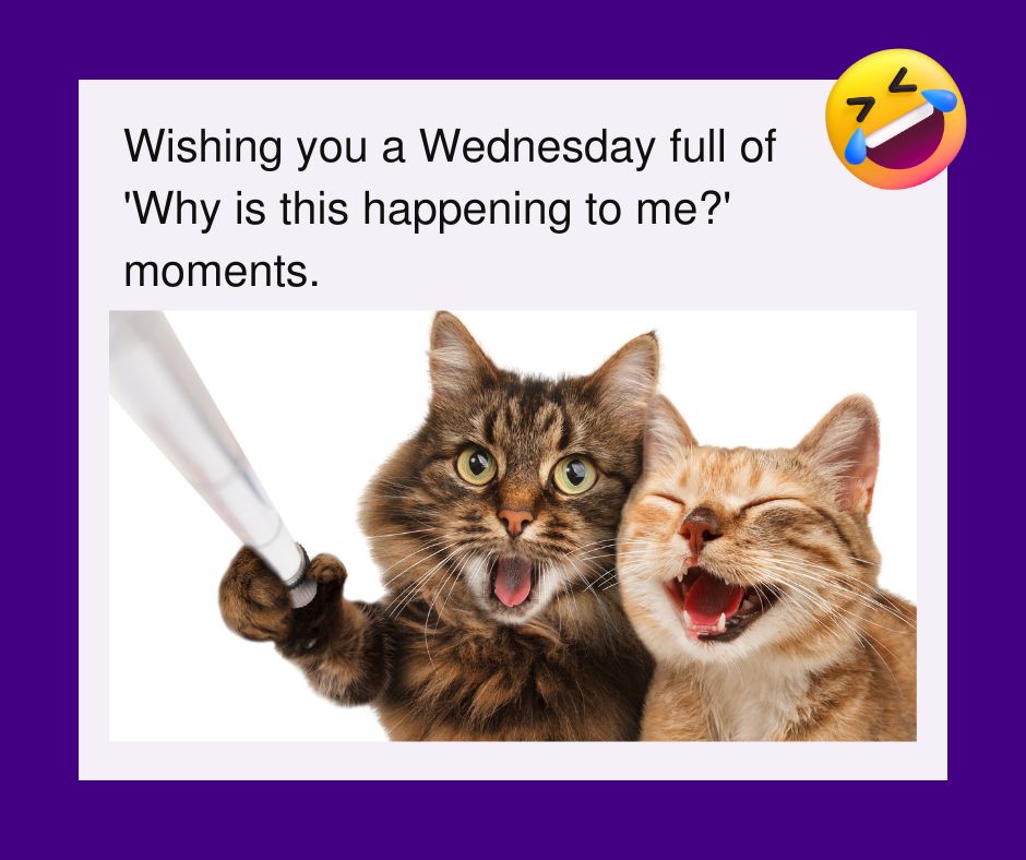 happy wednesday images funny