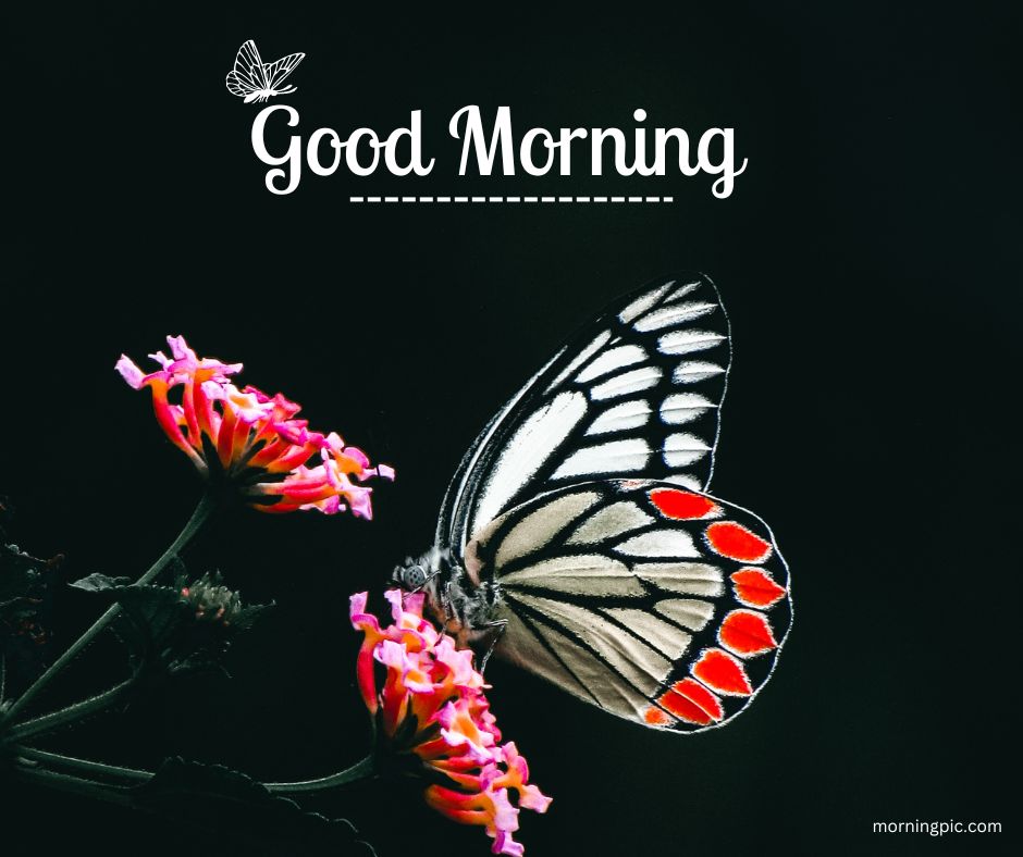 cute butterfly good morning wallpaper