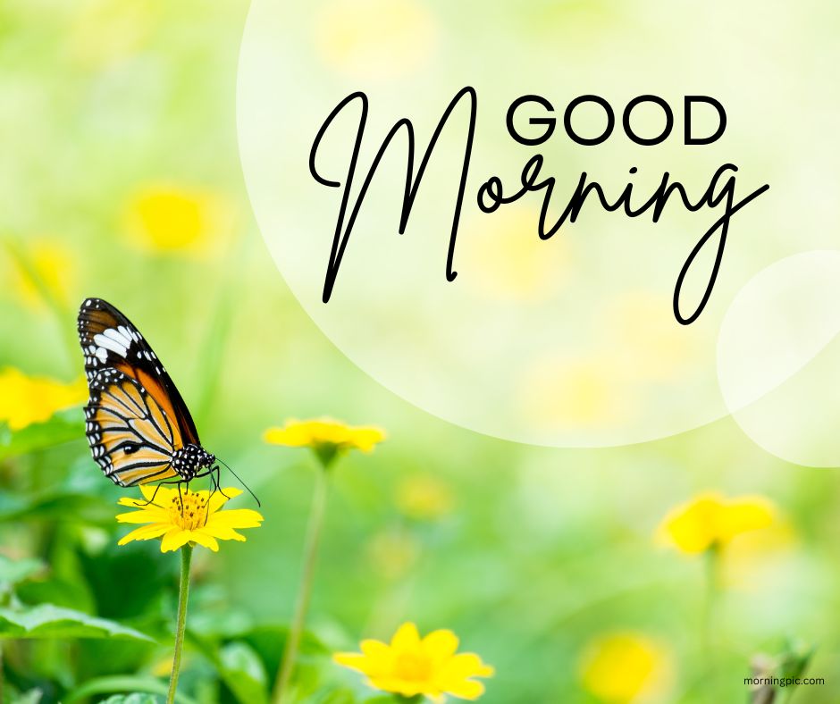 good morning images free butterfly