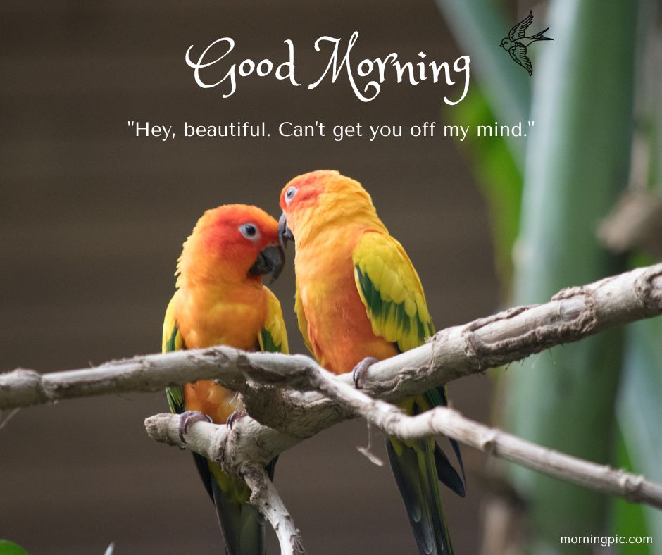 good morning love birds images hd