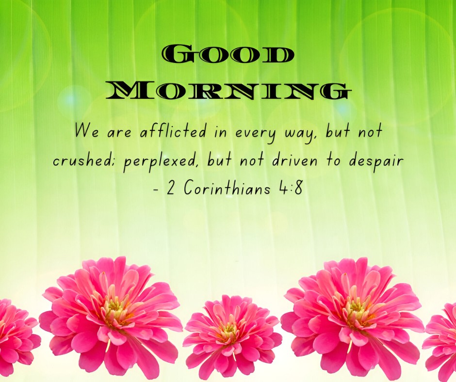 Good Morning message from 2 Corinthians 4:8 on a vibrant green background with bright pink zinnia flowers, symbolizing Good Morning Bible Verses for Renewal and Hope.