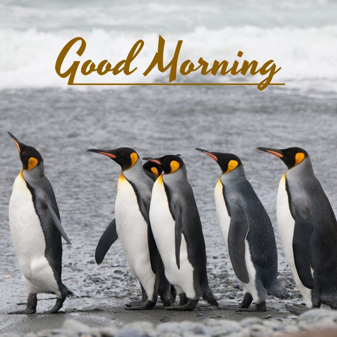 Good morning nature image featuring a group of emperor penguins standing on a rocky beach with the ocean waves in the background, creating a refreshing and delightful start to the day.