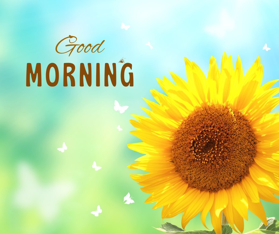 Good morning nature image featuring a vibrant sunflower with a backdrop of a soft blue and green gradient, adorned with 'Good Morning' in elegant script and playful butterflies fluttering around.