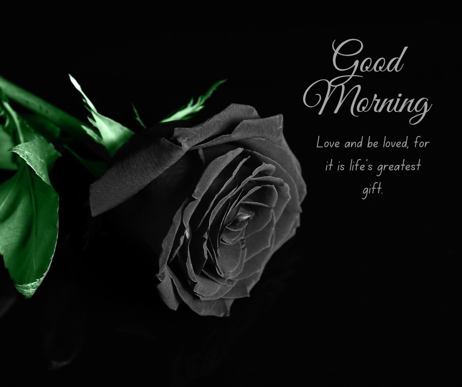 Good Morning Image with Rose Flowers showcasing a monochrome black rose, symbolizing deep love, set against a dark background, with an inspiring message about love being life's greatest gift.