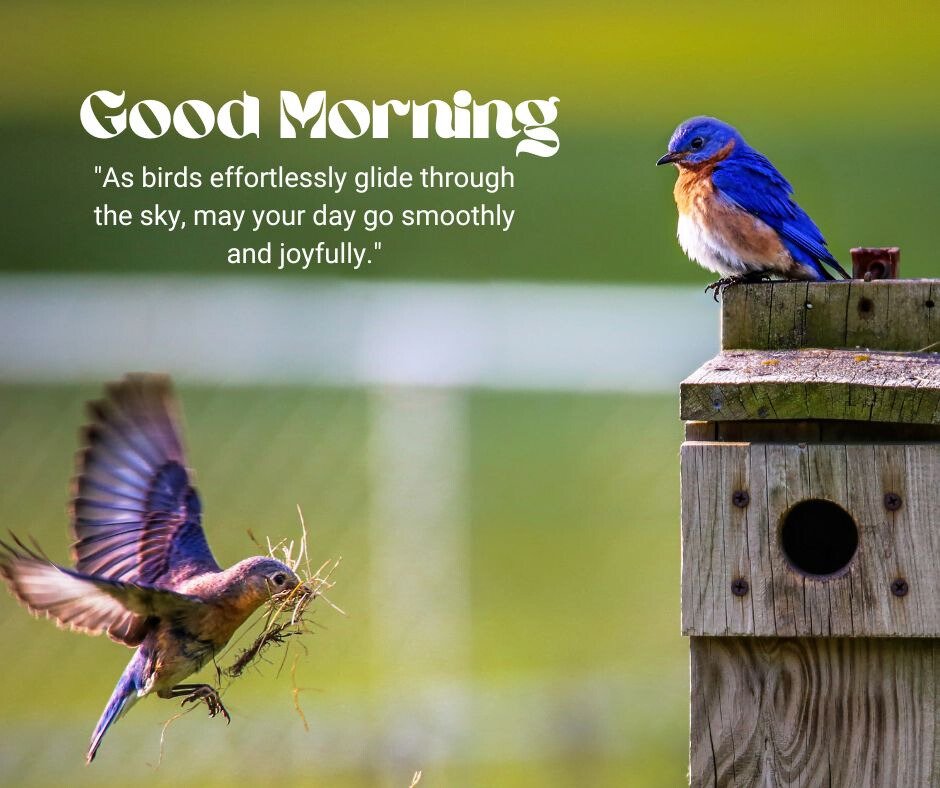 Good Morning Bird Image showing a bluebird perched on a wooden nest box while another bluebird flies towards it carrying nesting material, set against a soft green background, with text 'Good Morning' and a hopeful message about a smooth and joyful day.