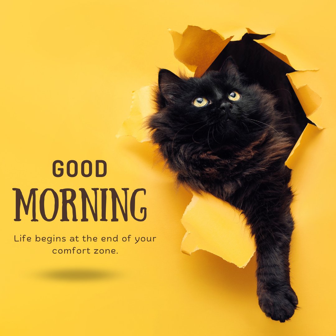 Good morning cat image featuring a majestic black cat with striking blue eyes peeking through a torn yellow paper, with the inspirational message 'Good Morning - Life begins at the end of your comfort zone.'