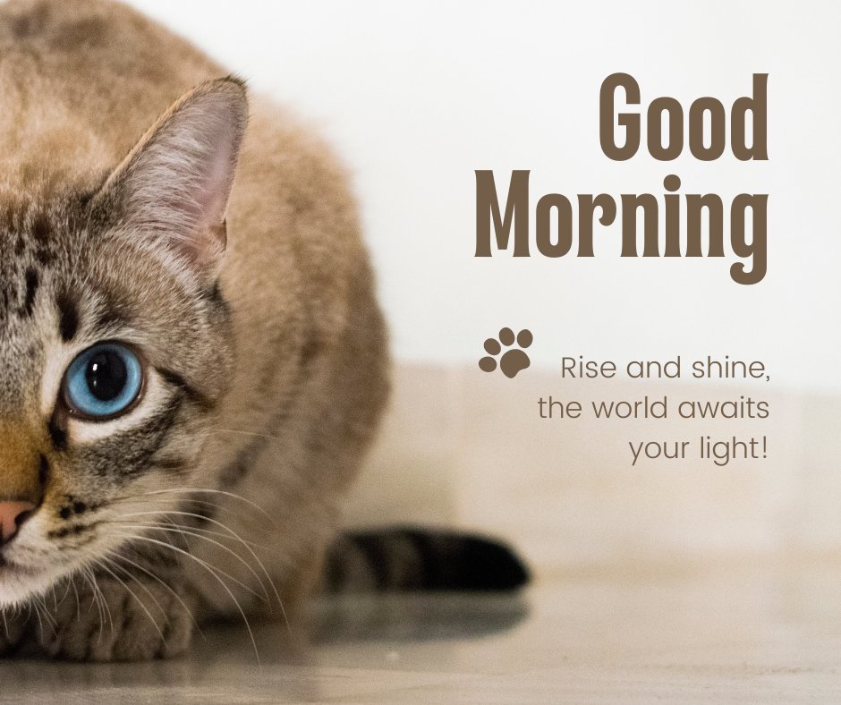 Good morning cat image featuring a cautious blue-eyed tabby cat peeking to the side, with the inspirational message 'Rise and shine, the world awaits your light!' in bold letters on a light background.