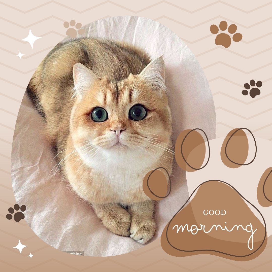 Good morning cat image showing an adorable fluffy British Shorthair with striking green eyes, sitting on a soft bed, surrounded by a cute paw print and coffee bean design with a 'Good Morning' message on a paw-shaped icon.