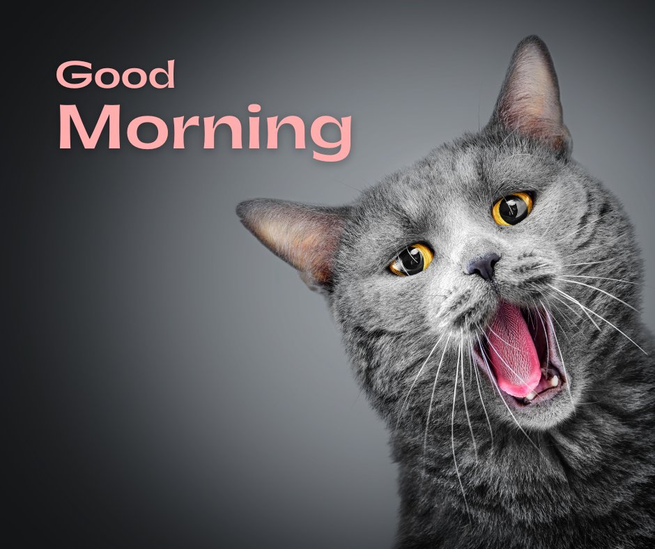 Good morning cat image featuring a cheerful gray British Shorthair cat yawning or meowing with vibrant yellow eyes and the text 'Good Morning' in soft pink letters on a gray background.