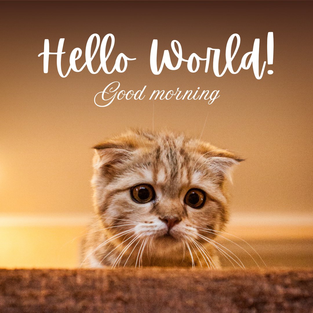 Good morning cat image featuring an adorable fluffy kitten peeking over the edge, with wide eyes, set against a warm golden background with the text 'Hello World! Good morning.'