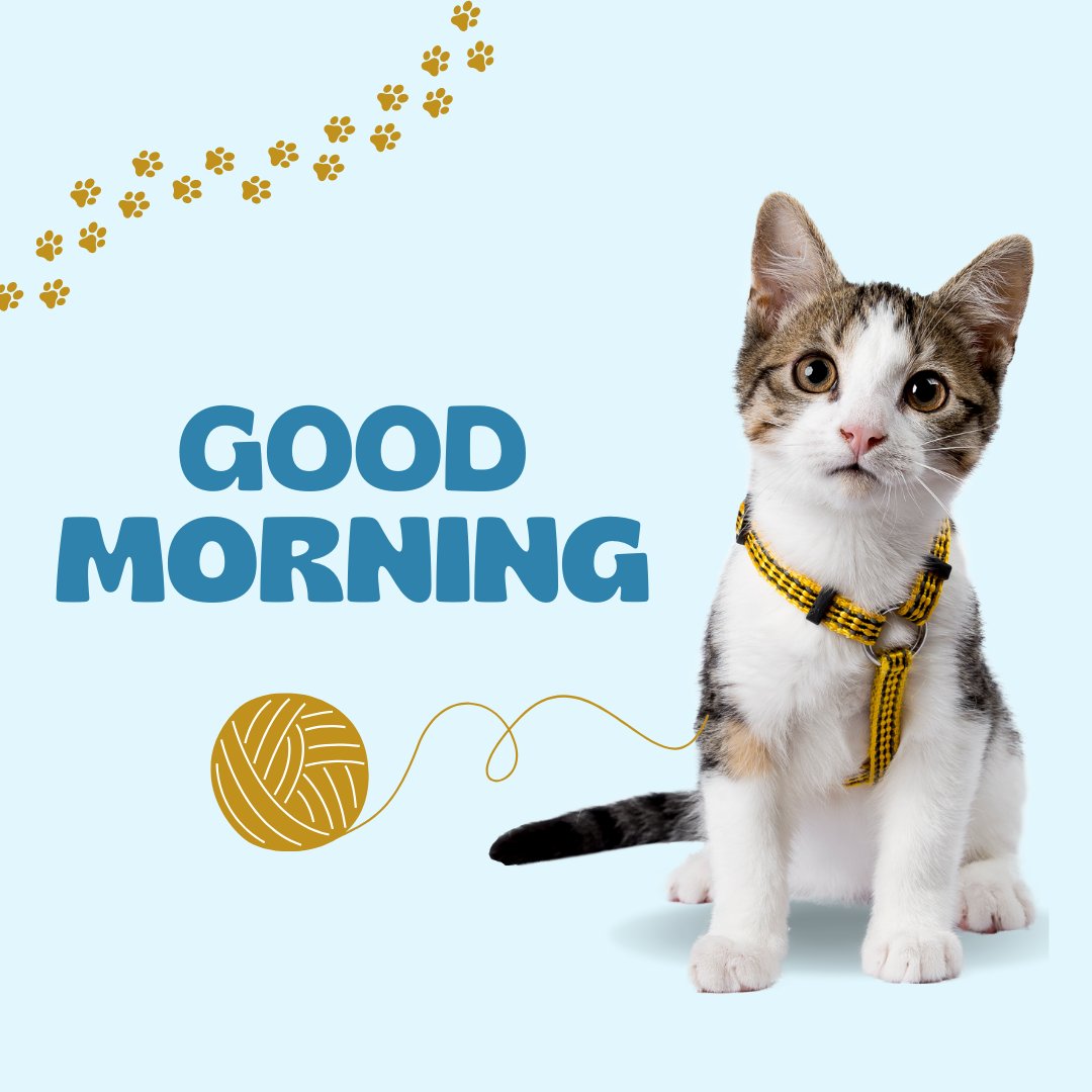 Good morning cat image featuring a cute tabby kitten wearing a yellow harness, sitting next to a ball of yarn, with 'Good Morning' text and yellow paw prints on a light blue background.