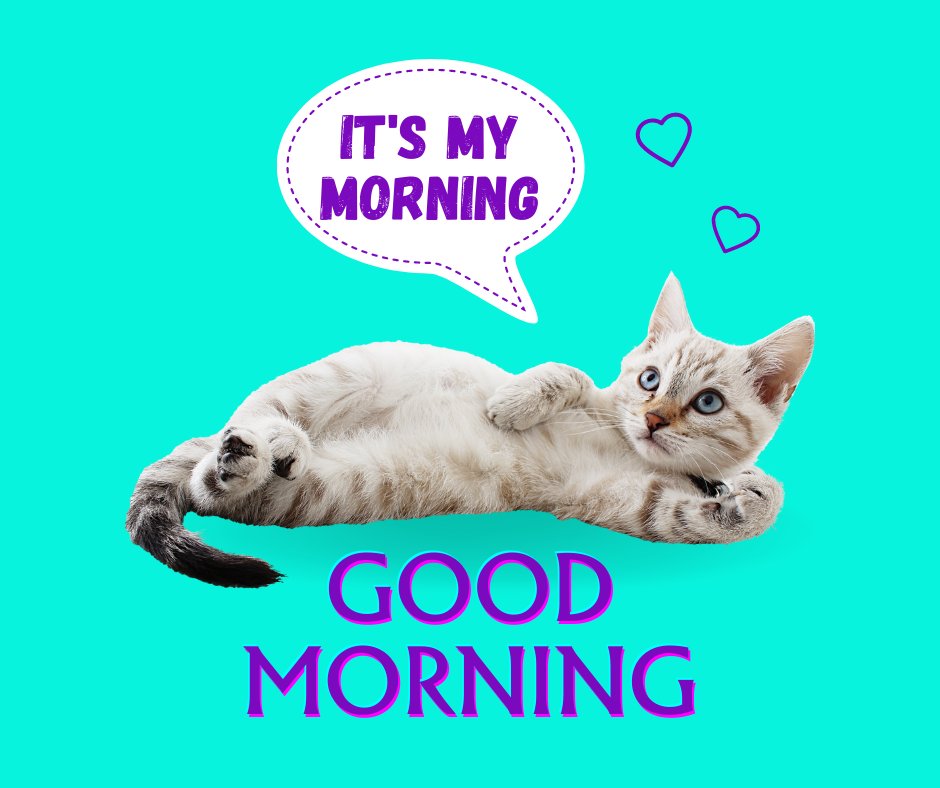 Good morning cat image featuring a playful young kitten lying on its back, gazing curiously with bright eyes, against a vibrant turquoise background with speech bubble saying 'It's my morning' and 'Good Morning' text in bold purple.