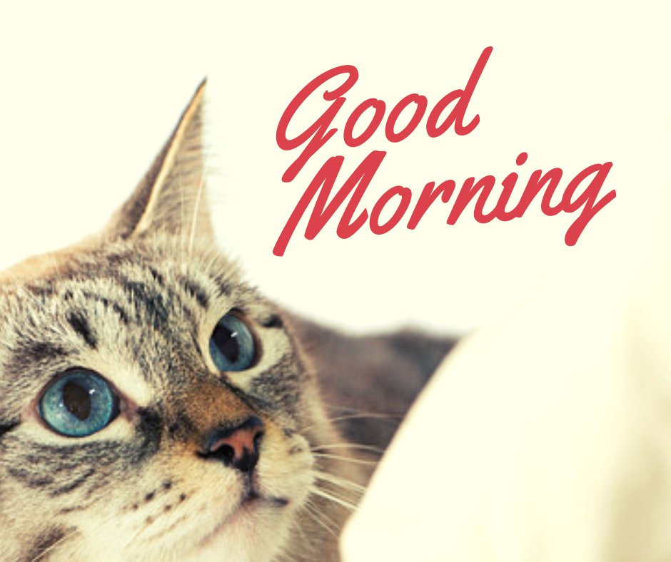 Good morning cat image featuring a close-up of a tabby cat with striking blue eyes, looking upwards with 'Good Morning' text in red on a light background.