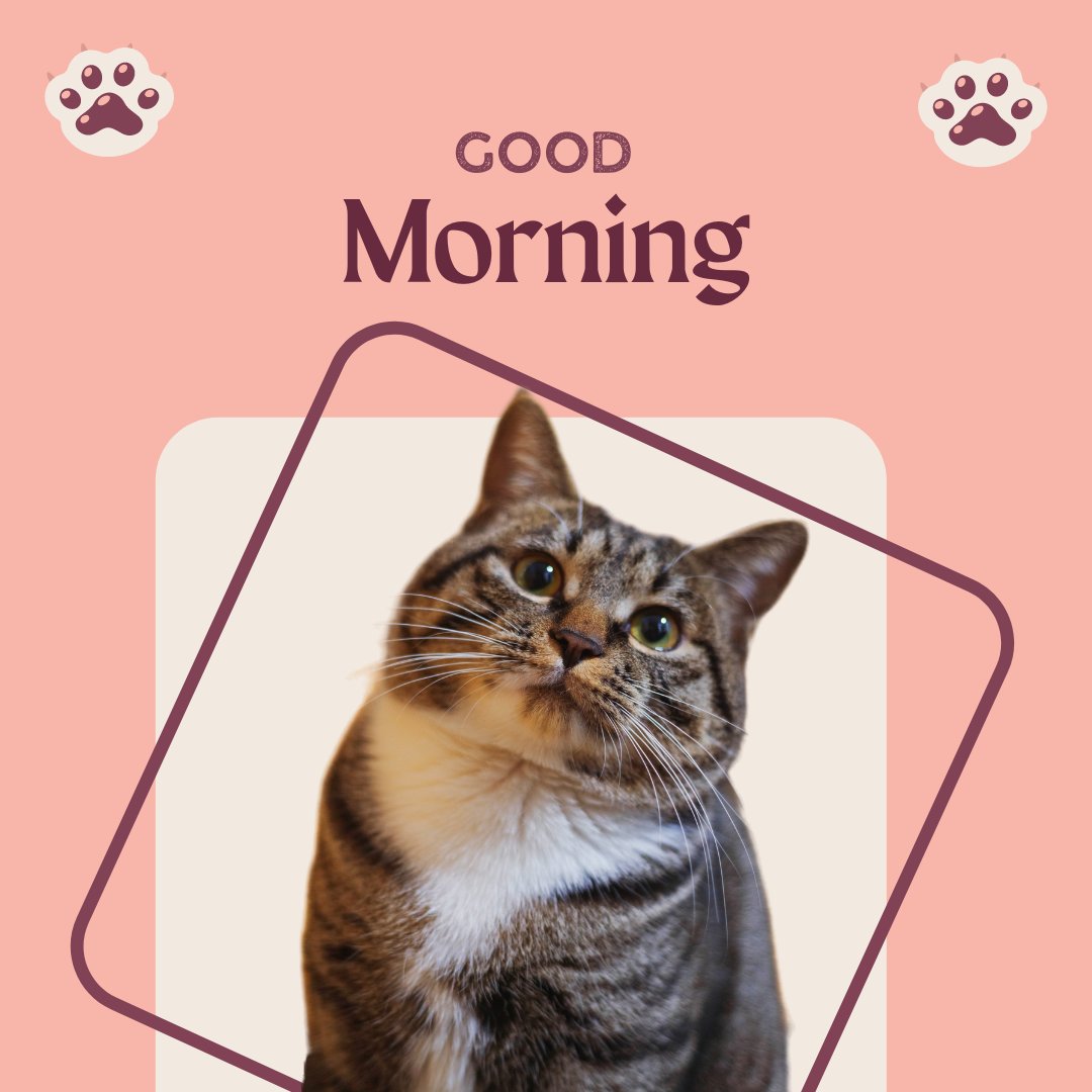 Good morning cat image featuring an alert tabby cat with striking green eyes, looking upwards, framed within a stylish geometric design on a soft pink background with decorative paw prints and 'Good Morning' text.