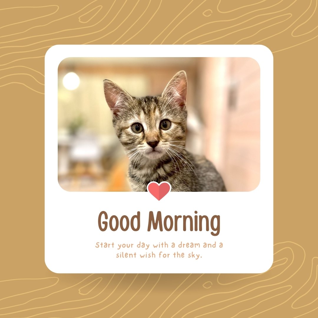 Good morning cat image featuring a cute tabby kitten with a heart symbol, framed with the text 'Good Morning. Start your day with a dream and a silent wish for the sky' on a brown background.