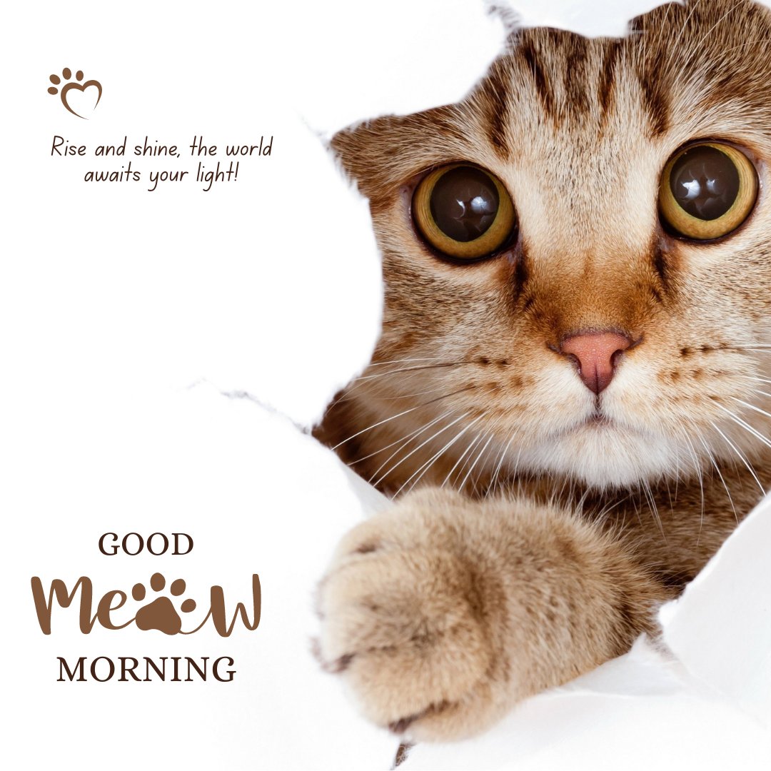 Good morning cat image showing a tabby cat peeking through a torn paper with 'Good Meow Morning' and 'Rise and shine, the world awaits your light!' text, inviting you to start the day with positivity and warmth.