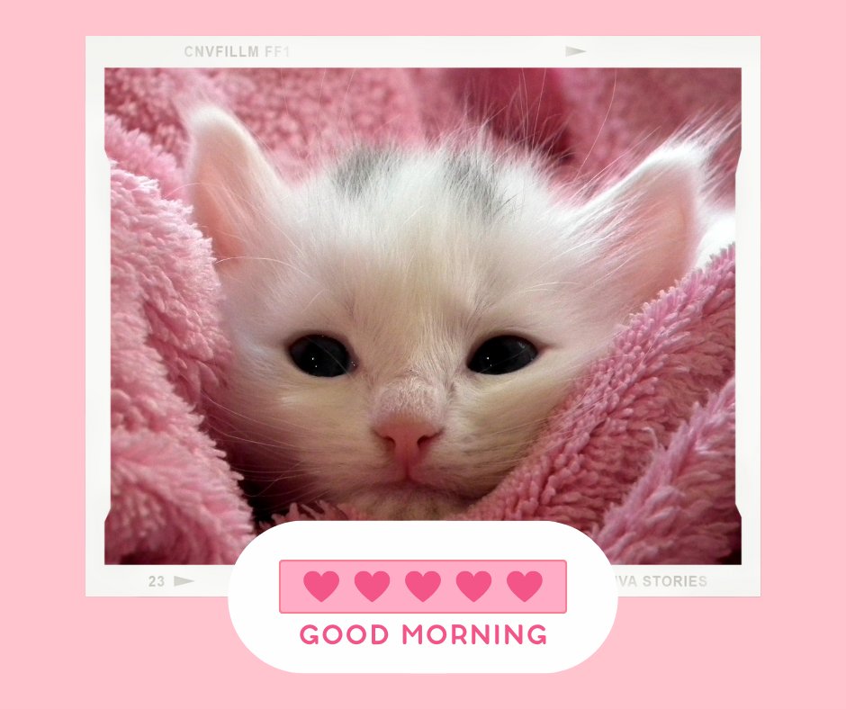 Good morning cat image of a precious white kitten with vivid blue eyes nestled in a soft pink blanket, framed by a pink digital polaroid border with hearts and the cheerful greeting 'Good Morning.'