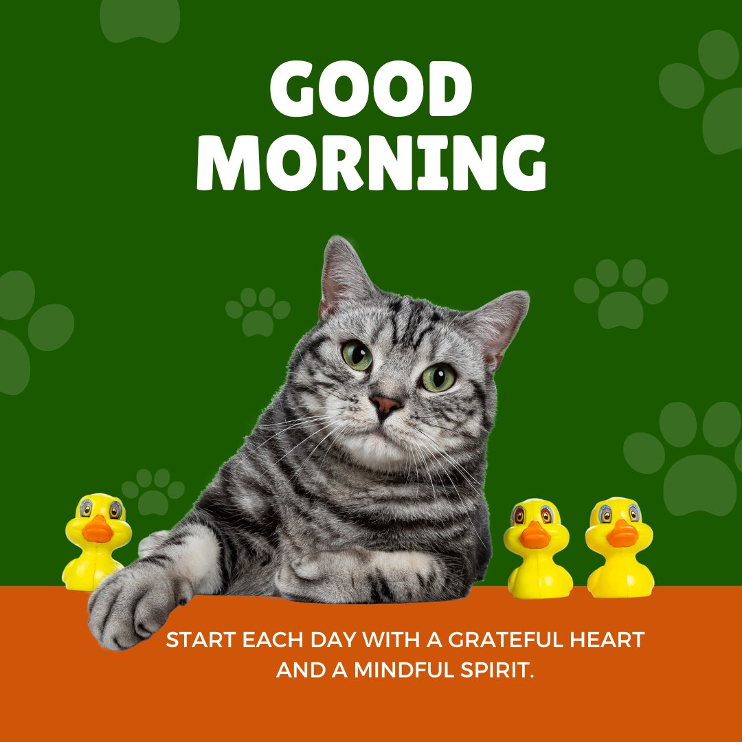 Good morning cat image featuring a grey tabby cat lying on an orange surface with three yellow rubber ducks, set against a green background with paw prints and the text 'Good Morning. Start each day with a grateful heart and a mindful spirit.