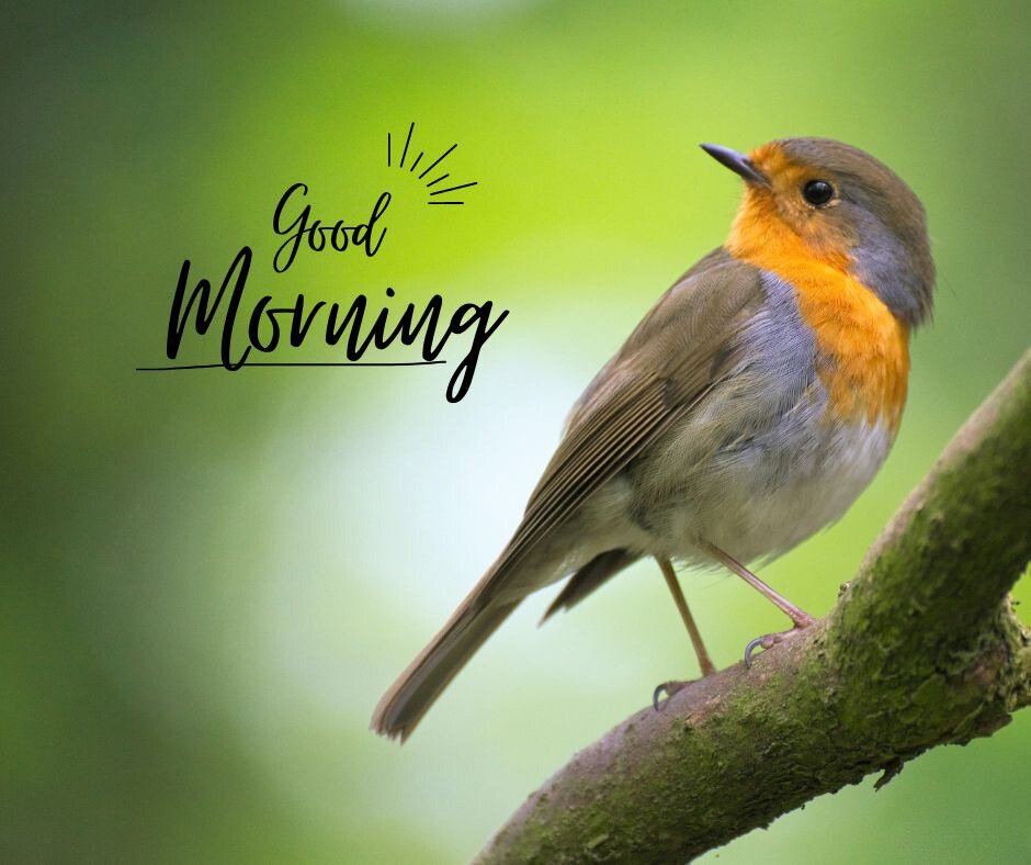 Good Morning Bird Image featuring a European Robin perched on a tree branch, its orange breast vibrant against the soft green background, with the stylized text 'Good Morning' and a sunburst design.