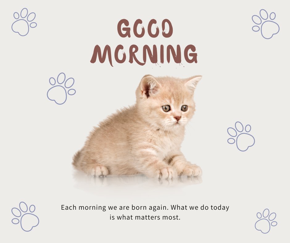 A cute kitten sitting on a white background with the text "Good Morning" above and a motivational quote below. There are paw prints decorating the background. Keywords: good morning cat image.