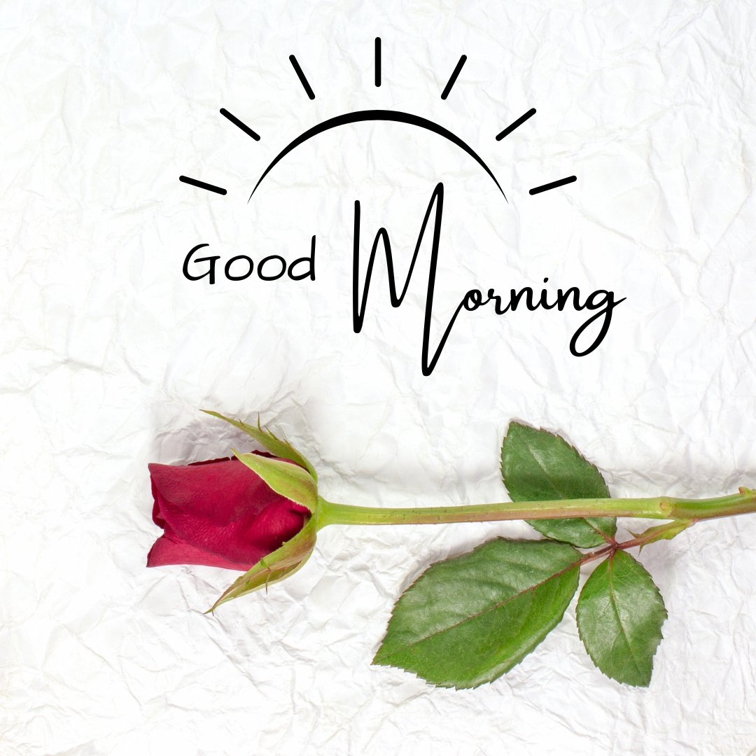 Good Morning Image with Rose Flowers featuring a single red rose lying diagonally across a textured white paper background, highlighted by a stylized sun and the greeting 'Good Morning.'