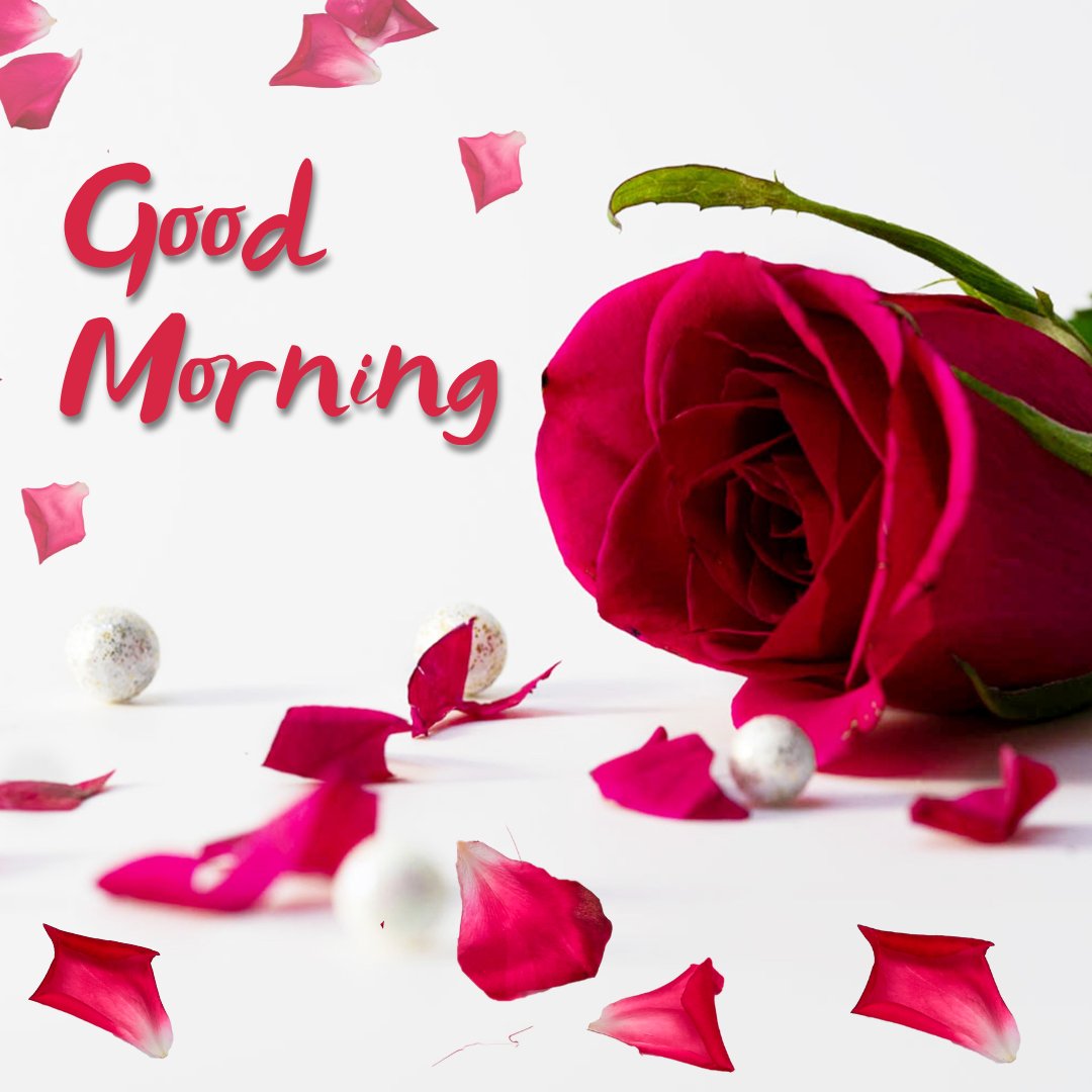 Good morning image with rose flowers featuring a single vibrant red rose lying across the frame with scattered pink petals and decorative white spheres, under the greeting 'Good Morning' in elegant red script.