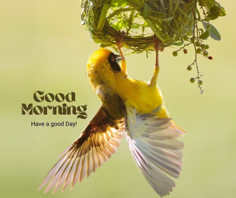 Good Morning Bird Image featuring a vibrant yellow weaver bird building a nest with its wings spread, against a soft yellow-green background, with the greeting 'Good Morning' and the message 'Have a good Day!'