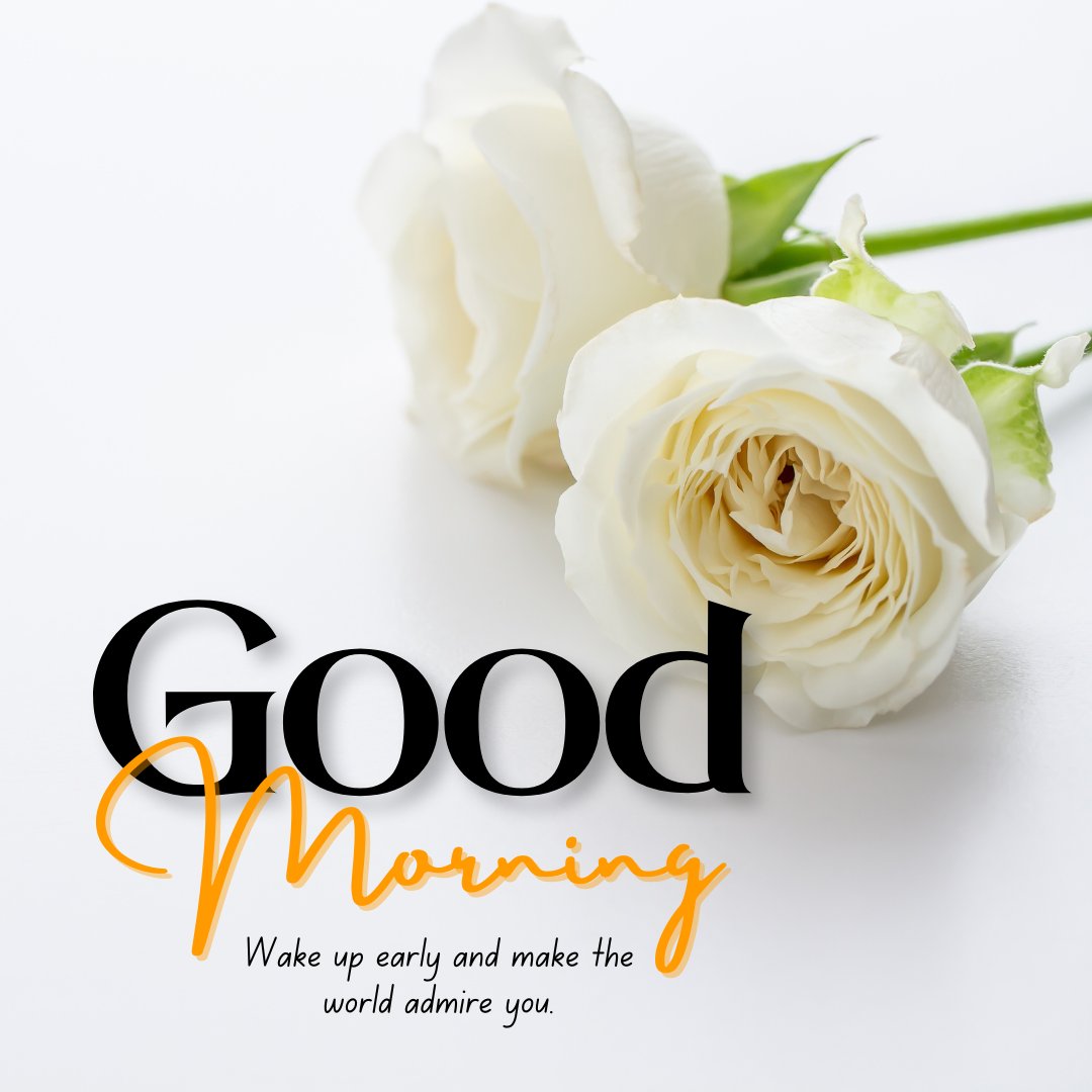 Good Morning Image with Rose Flowers displaying elegant white roses lying on a bright white background, with an inspirational message to wake up early and impress the world.