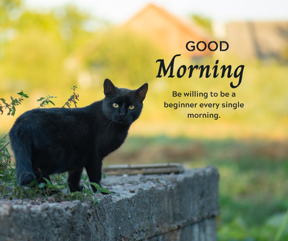 Good morning cat image featuring a black cat standing on a concrete ledge in a garden, with greenery and a blurred background. The image includes the text "Good Morning" and a quote: "Be willing to be a beginner every single morning."