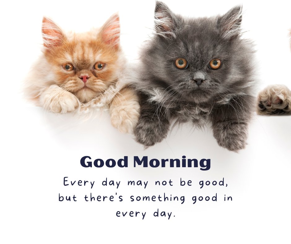 Good morning cat image featuring two fluffy kittens, one orange and one grey, peeking over a white surface. The text "Good Morning" is written below with the quote "Every day may not be good, but there's something good in every day."