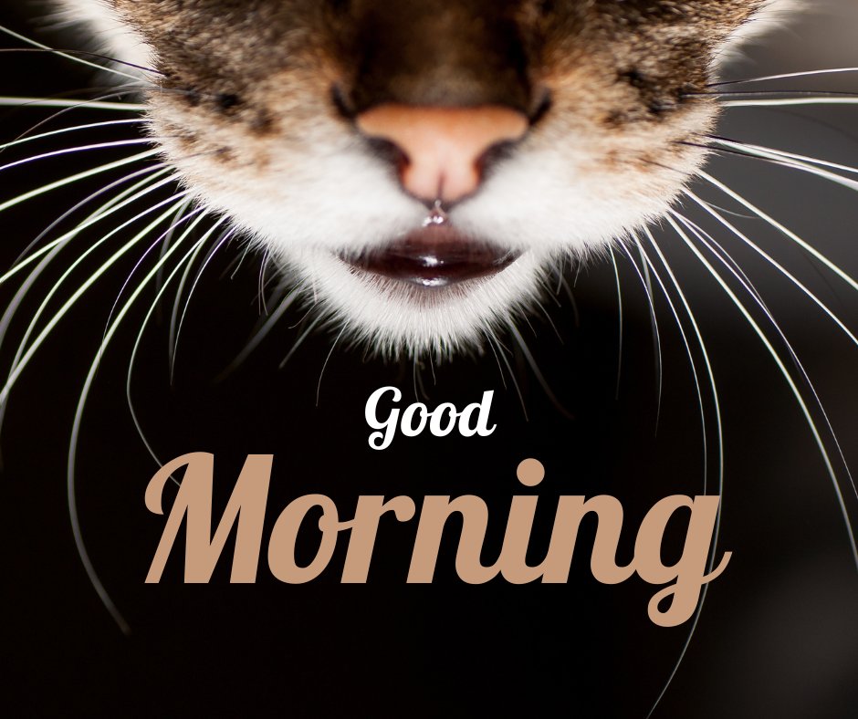 Good morning cat image featuring a close-up of a cat's nose and whiskers, with a black background. The text "Good Morning" is written below.