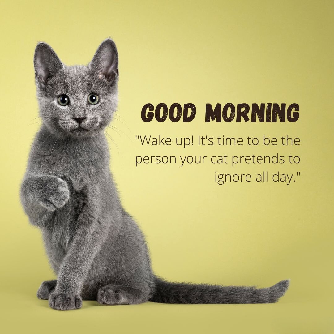 Good morning cat image featuring a grey kitten sitting on a yellow background with a raised paw. The text "Good Morning" is written beside the cat, followed by the quote "Wake up! It's time to be the person your cat pretends to ignore all day."