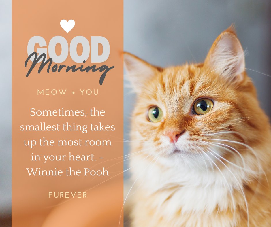 Good morning cat image featuring a close-up of an orange tabby cat with green eyes. The image includes the text "Good Morning" and a quote from Winnie the Pooh: "Sometimes, the smallest thing takes up the most room in your heart."