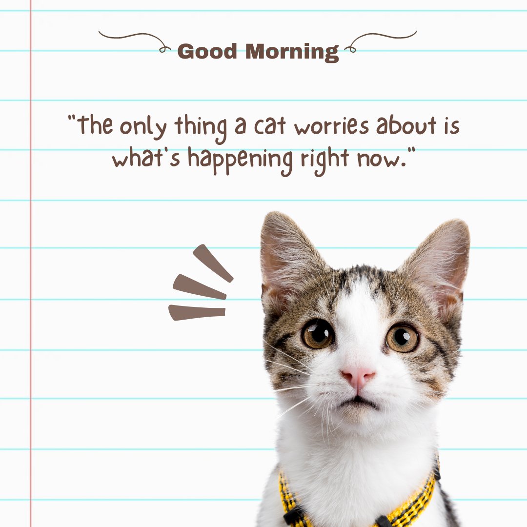 Good morning cat image featuring a tabby cat wearing a yellow harness, with a background that resembles lined paper. The image includes the text "Good Morning" and a quote: "the only thing a cat worries about is what's happening right now."